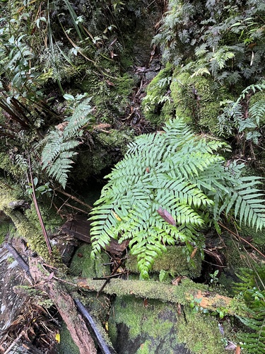 Pteris semiadnata observed 2025-12-21