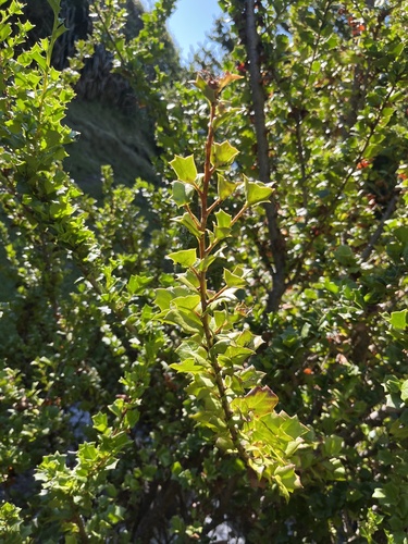 Griselinia jodinifolia, photograph 2