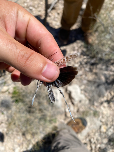Texas Point-head Grasshopper
