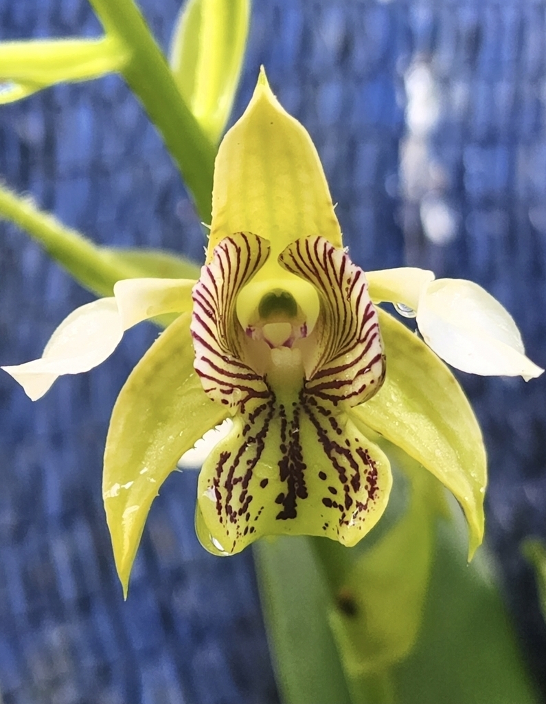 Dendrobium palawense Schltr.