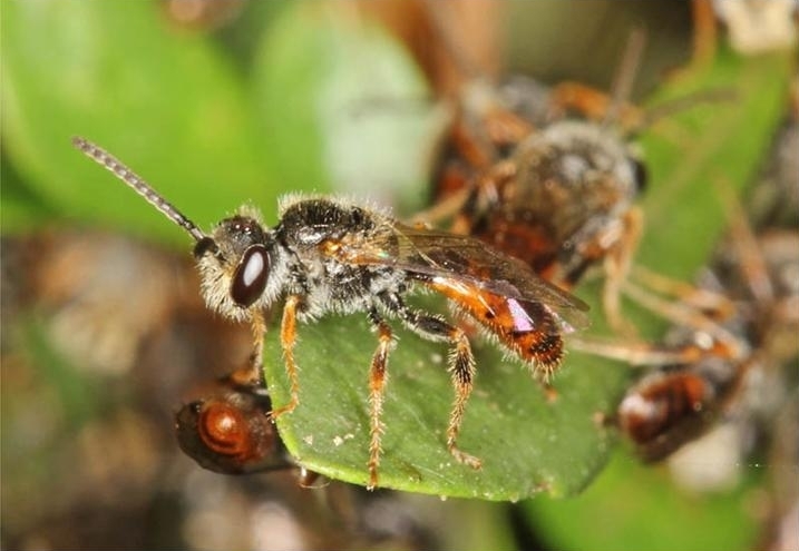Lasioglossum punctatum