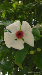 Dillenia philippinensis