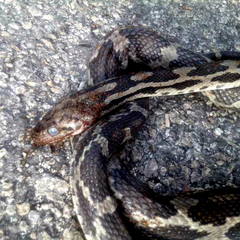 Pseudelaphe phaescens