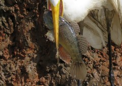 Dormitator latifrons