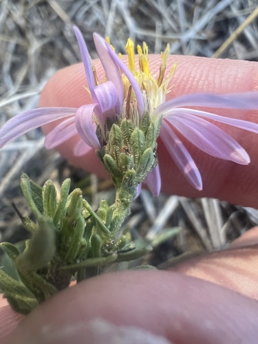 San Bernardino aster (Symphyotrichum defoliatum)