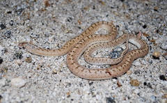 Arizona elegans occidentalis