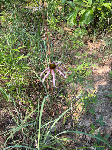 iNaturalist observation photo of sanguine purple coneflower