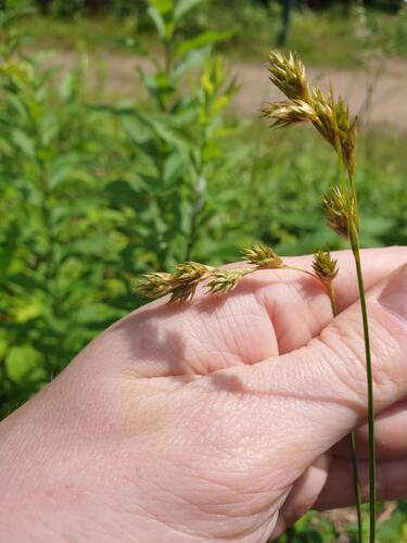 Carex foenea (Carex foenea)