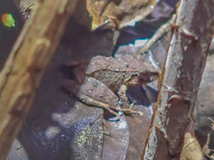 Pristimantis conspicillatus