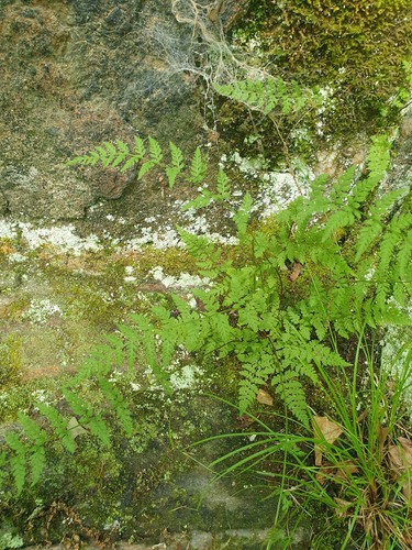 Mackay's Fragile Fern (Cystopteris tenuis)