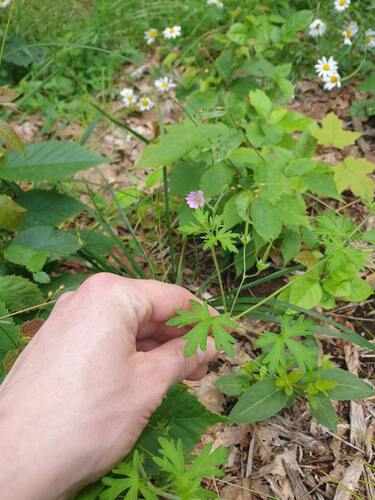 Northern Cranesbill (Geranium bicknellii)