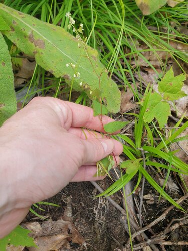 fringed black bindweed (Parogonum ciliinode)