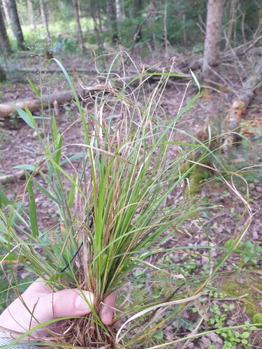 Carex lucorum, photograph 6