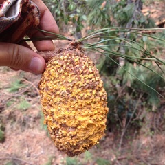 Cronartium conigenum