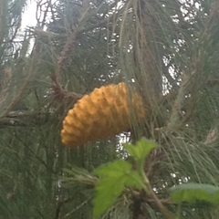 Cronartium conigenum