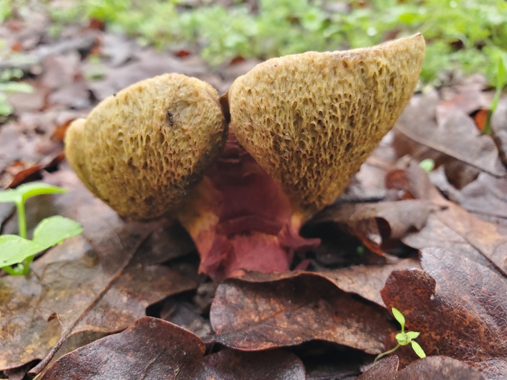 Xerocomellus dryophilus · December 2025 · photo: © arlenedevitt (iNaturalist, cc-by)