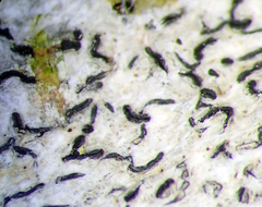 Thalloloma subvelata