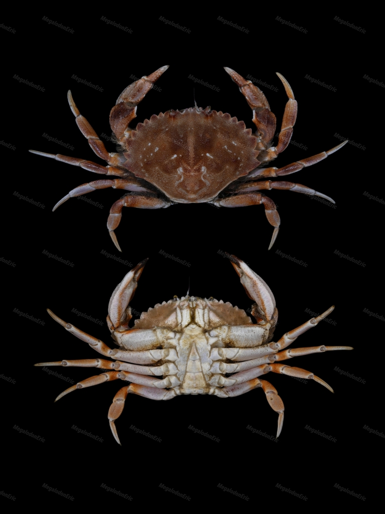 Romaleon gibbosulum