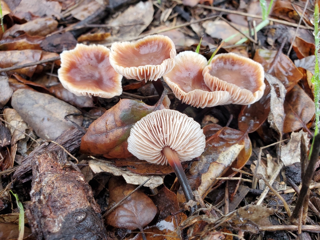 Gymnopus brassicolens · December 2025 · photo: © arlenedevitt (iNaturalist, cc-by)