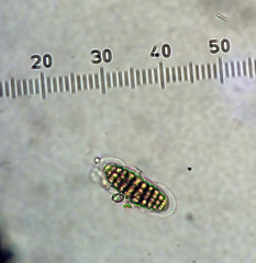 Thalloloma subvelata