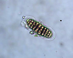 Thalloloma subvelata