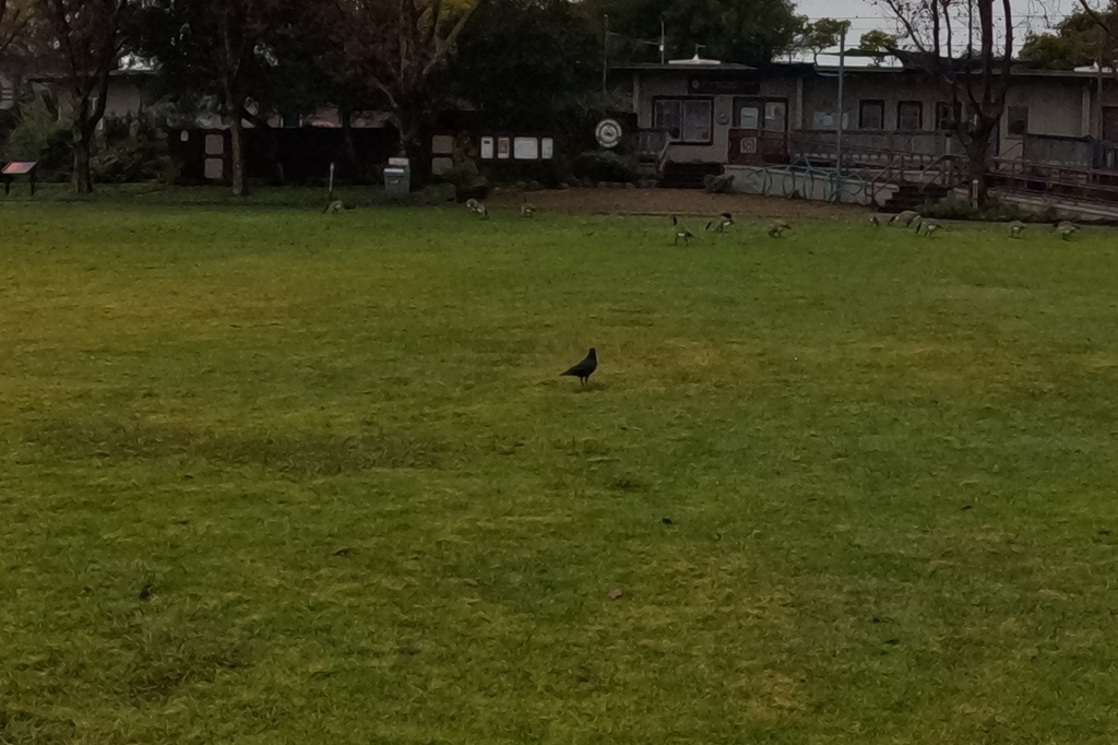 Western Crow