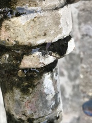 Polybia occidentalis