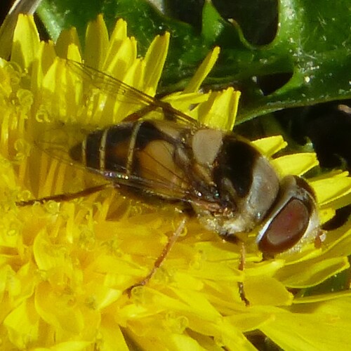 Unknown species found near Dallas, TX, USA