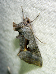 Syngrapha epigaea