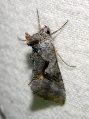 Syngrapha epigaea
