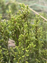 Passerina montana
