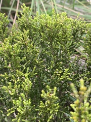 Passerina montana