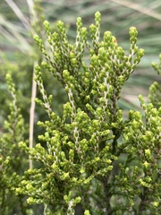 Passerina montana