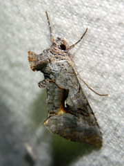 Syngrapha epigaea