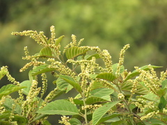 Varronia cylindrostachya