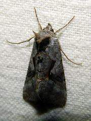 Syngrapha epigaea