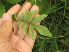 Solanum brevifolium
