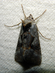 Syngrapha epigaea