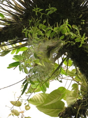 Peperomia trianae