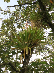 Tillandsia fendleri