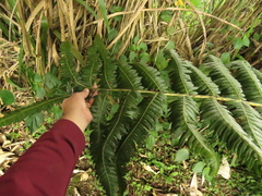 Cyathea horrida