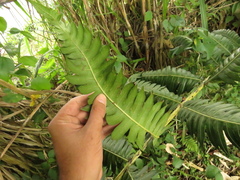Cyathea horrida