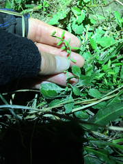 Rorippa sessiliflora