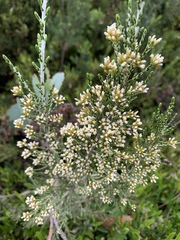 Ozothamnus secundiflorus