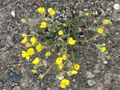 Potentilla subgorodkovii