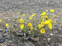 Potentilla subgorodkovii