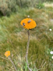 Craspedia aurantia