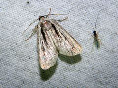 Sympistis badistriga
