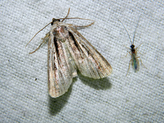 Sympistis badistriga