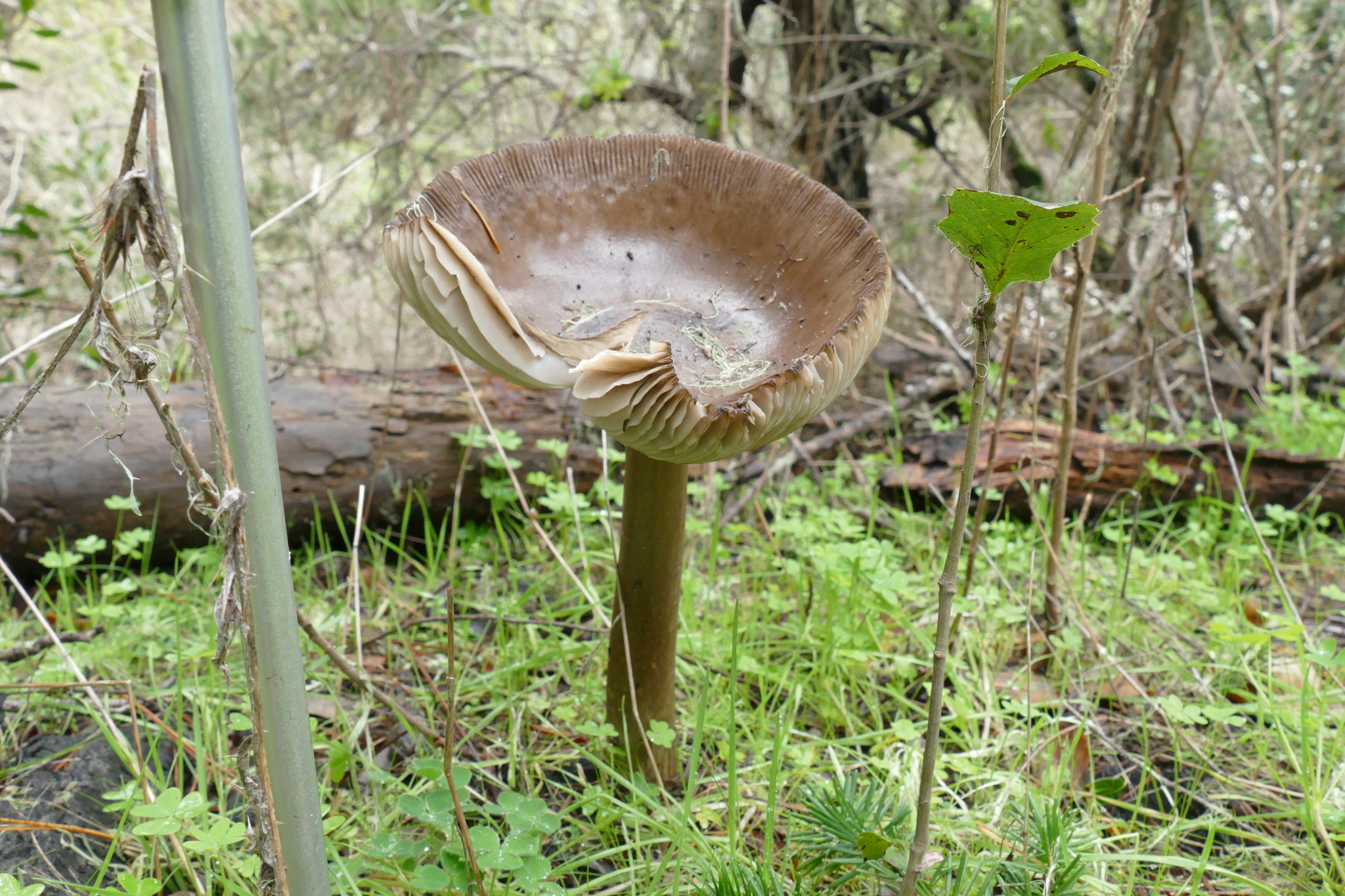 Amanita pachycolea image